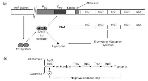 345_The trp operon.png